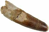 Fossil Spinosaurus Tooth - Real Dinosaur Tooth #230731-1